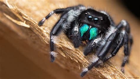 Phidippus audax jumping spider - a photo on Flickriver