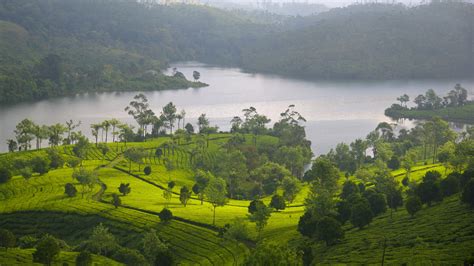 Top 10 Hotels in Munnar (from $28/night) | Save More with Expedia