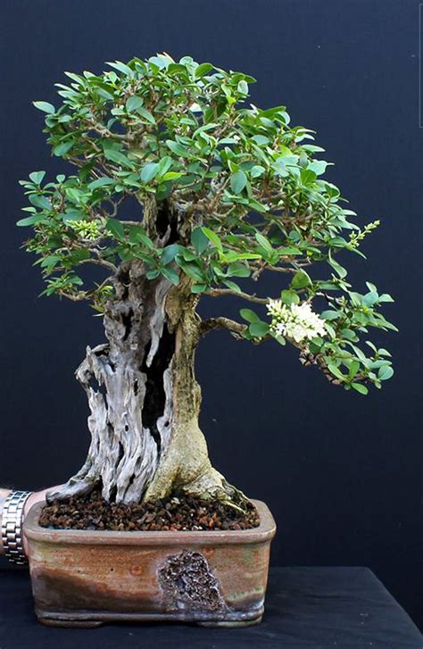 A Rare Bonsai Occurrence – Harry’s Flowering Privet | Bonsai Bark