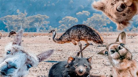 Wildlife in Australia