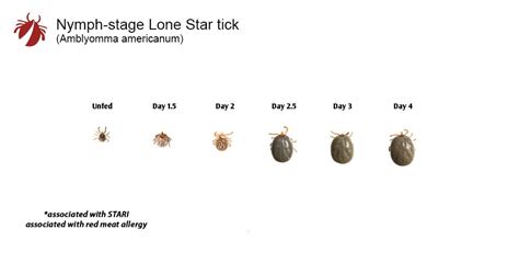 Lone Star Tick – TickEncounter