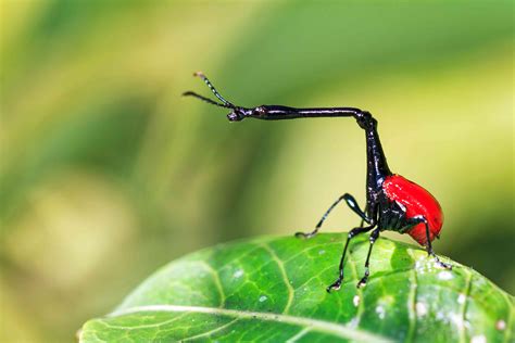 12 Unbelievable Beetle Species