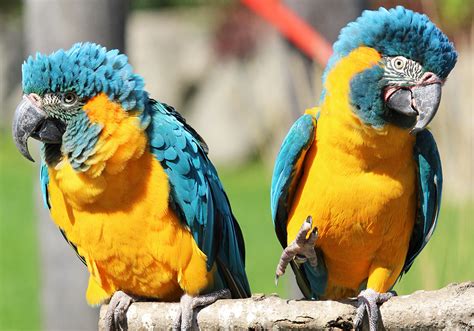 Blue Throated Macaw Breeding | African Lion Safari | Cambridge Ontario