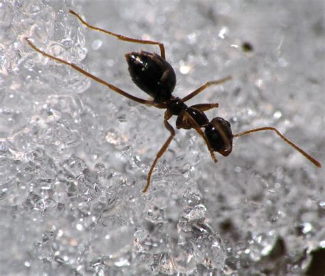 Winter Ants are living up to their name. | Flickr - Photo Sharing!