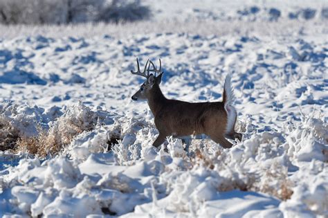 Snowy Rocky Mountain Arsenal Wildlife Refuge - Regensburger Photography