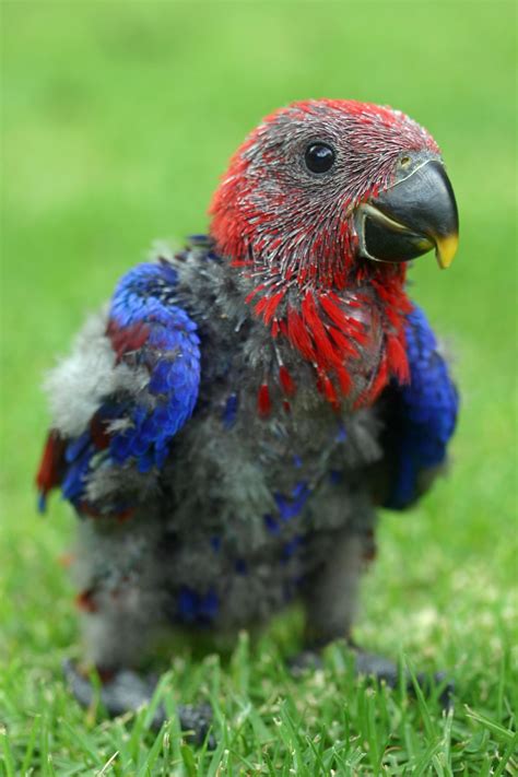 A young Parrot. | Parrot, Funny birds, Beautiful birds