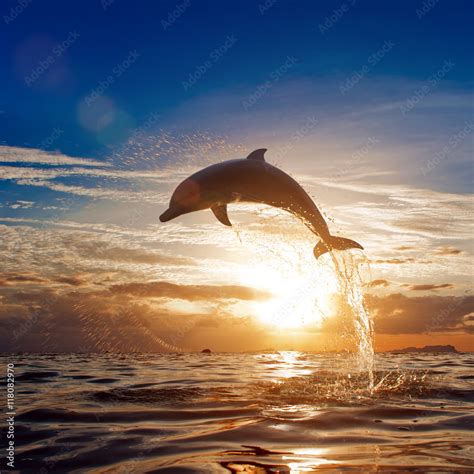 beautiful dolphin leaping jumping from shining sunset sea water surface Stock Photo | Adobe Stock