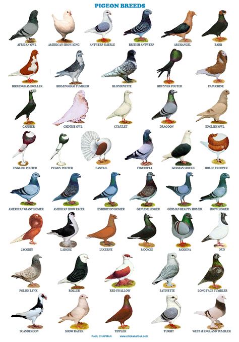 A4 Laminated Posters. Pigeons 44 Breeds Homers Tumblers | Etsy Pet ...