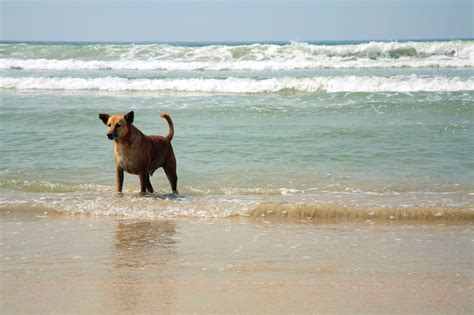 These Dog-Friendly Beaches Welcome Your Furry Friends