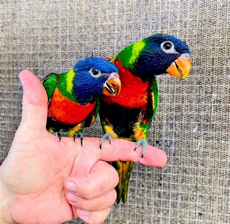 Swainsons Rainbow Lory babies available