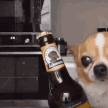 Doge Beer GIF - Doge Beer - Discover & Share GIFs