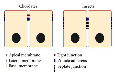 Basal Epithelial Cells