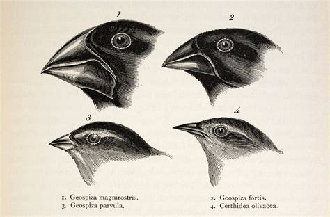 ¿Qué es la evolución divergente?