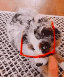 Dog Hello GIF - Dog Hello Hi - Discover & Share GIFs