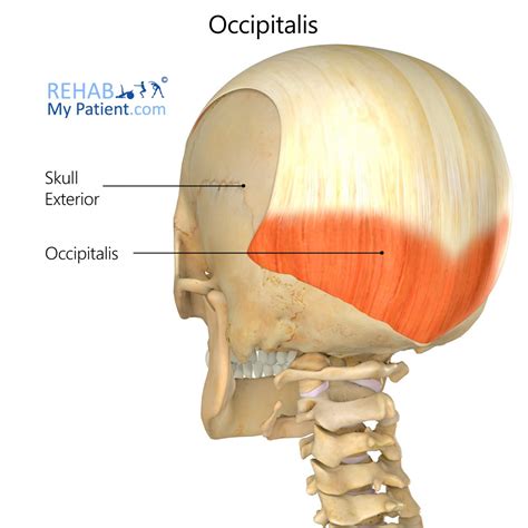 Occipitalis (head) | Rehab My Patient