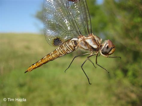 Pantala hymenaea - Spot-winged Glider