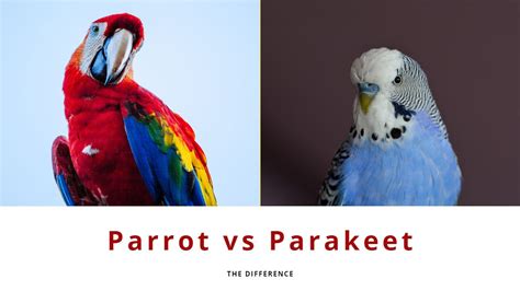 What is the difference between a parrot and a parakeet?