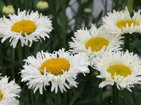 Shasta daisy Flower Garden, Daisy, Flowers, Plants, Margarita Flower, Daisies, Plant, Royal ...