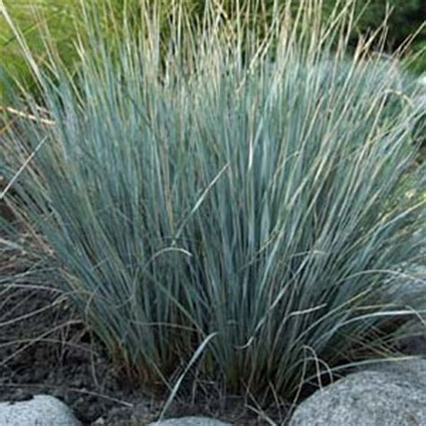 blue oat grass - Vinland Valley Nursery