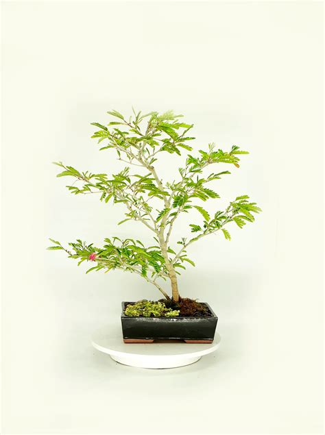 Powder Puff bonsai tree, Trees talk Collection from Live Bonsai Tree