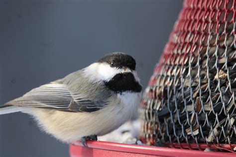 eBird Checklist - 18 Jan 2024 - Sax-Zim Bog--Friends of Sax-Zim Bog ...