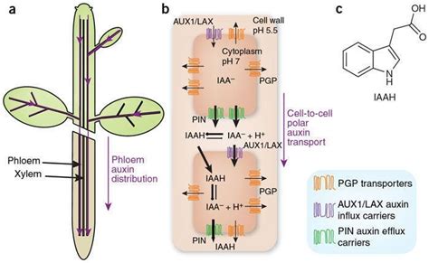 Auxin Transport In Plants