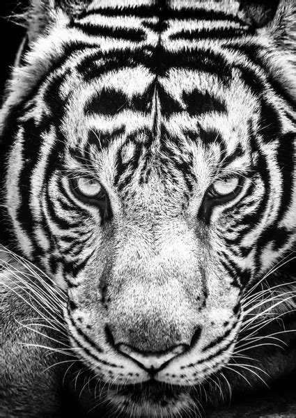 Tiger and his eyes fierce. Stock Photo by ©beerphoto 135216240