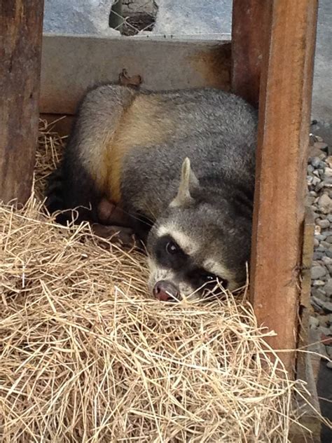 crab eating raccoon (Procyon cancrivorus) - ZooChat