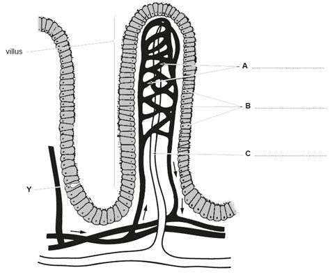 structure of the villus- absorption in the ileum Diagram | Quizlet