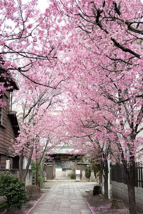 Pink cherry blossom tree near a building in 2021 | Cherry blossom japan, Cherry blossom tree ...