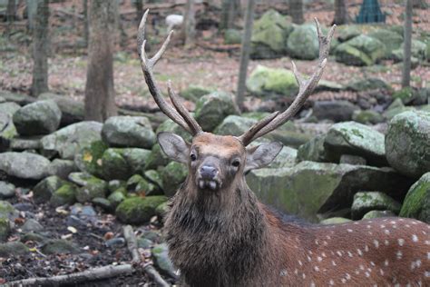 Sika Deer | Southwick's Zoo