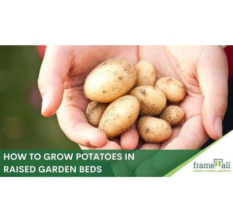 Your Full Guide To Growing Potatoes In Raised Beds - Frame It All