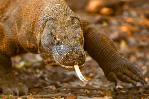 Australia’s First Humans Coexisted with Giant Lizards, Say Scientists ...