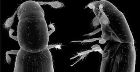 Scientist Discovers The World's Smallest Free-Living Insect | HuffPost