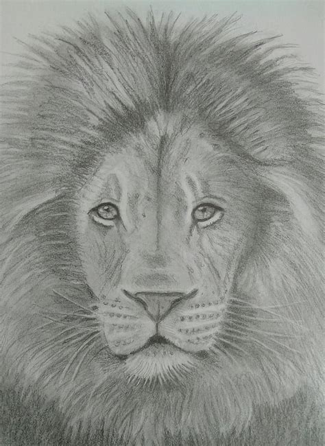 Aslan Drawing by Paul Blackmore - Fine Art America