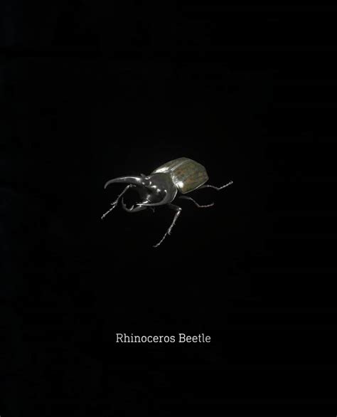 RE4 Remake (Treasure/Health) Rhinoceros Beetle by HSomega25 on DeviantArt