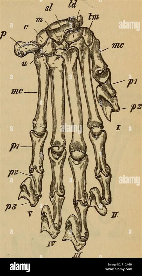 Cat paw anatomy hi-res stock photography and images - Alamy