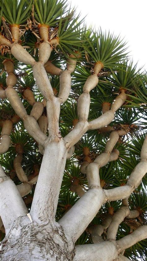 5 fresh Dragon Tree Seeds (Dracaena Draco, Dragon's Blood)