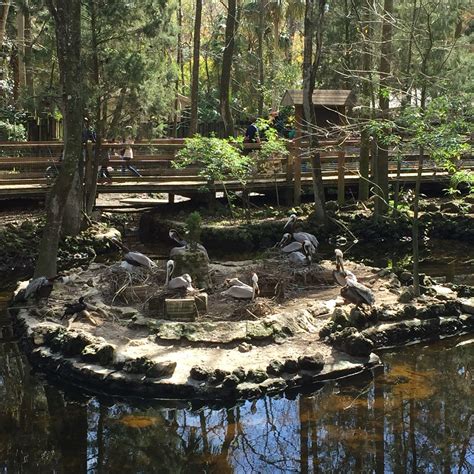 Homosassa Springs Wildlife State Park | State parks, Homosassa springs, Homosassa