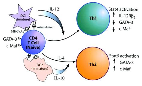 JCI - Th2 cells and GATA-3 in asthma: new insights into the regulation ...