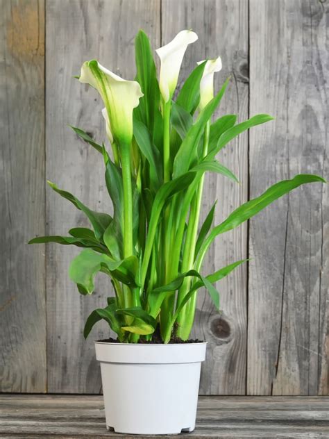 Calla Lily Plant