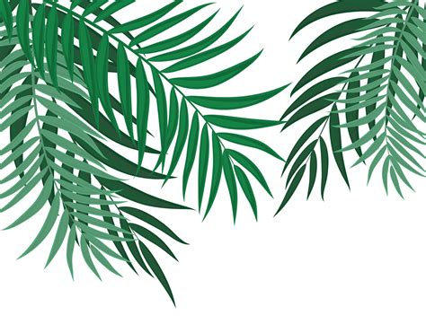 Palm Leaves Vector Art, Icons, and Graphics for Free Download