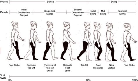 [DIAGRAM] Running Gait Phases Diagram - MYDIAGRAM.ONLINE