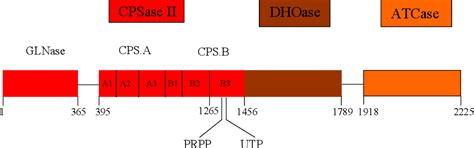 Figure 1.3 from The regulation of carbamoyl phosphate synthetase ...