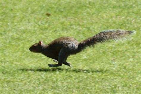 Running Squirrel! | Flickr - Photo Sharing!