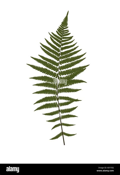 Fern Leaf Silhouette Vector Background Illustration Stock Vector Image & Art - Alamy