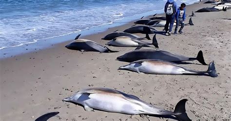 Devastating images show popular beach covered with dozens of dead ...