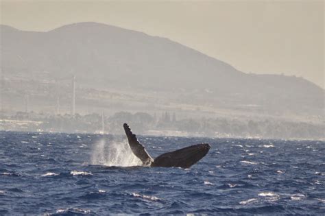 Family Travel Blog : Teralani Whale Watch, Maui, Hawaii