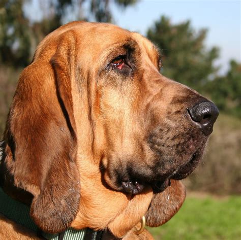 Bloodhound (St. Hubert Hound) - Dogs breeds | Pets