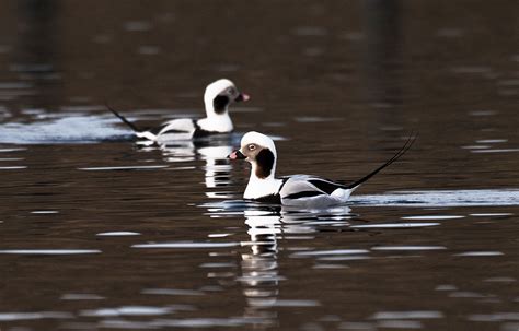 Winter Wildlife Watch – Shetland Nature